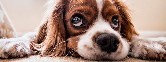 Inferir Bueno insulto Por qué mi perro come arena para gatos? - Blog de la Escuela de Veterinaria