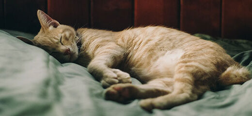 Significado de las posturas de los gatos cuando duermen