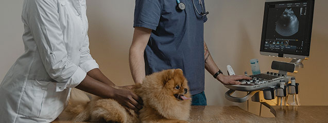 Cómo construir la confianza del cliente en la medicina veterinaria gracias a la tecnología