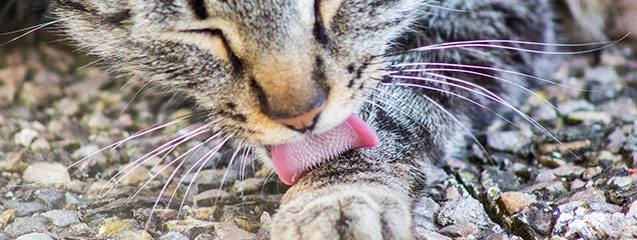 ¿Por qué los gatos tienen bigotes?