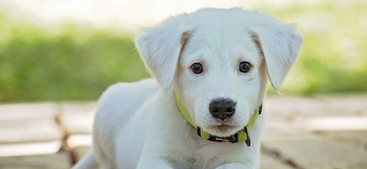 Enseñar a tu perro a hacer sus necesidades