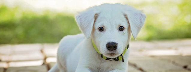 Enseñar a tu perro a hacer sus necesidades