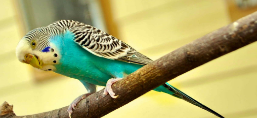 Tipos de aves que puedes tener en casa