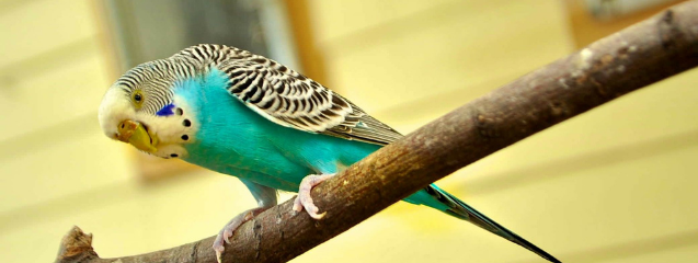 Tipos de aves que puedes tener en casa