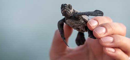 ¿Cómo duermen las tortugas?