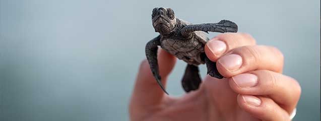 ¿Cómo duermen las tortugas?