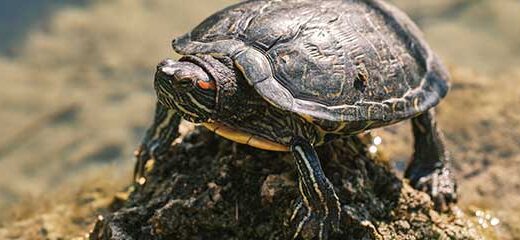 Resfriados en tortugas