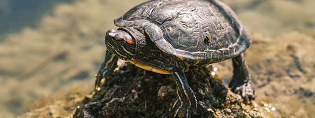 Resfriados en tortugas