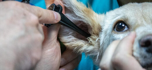 Cada cuánto tiempo debe ir tu perro al veterinario