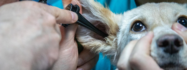 Cada cuánto tiempo debe ir tu perro al veterinario