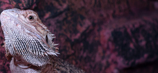 Pogona