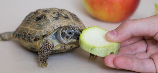 Dieta de las tortugas