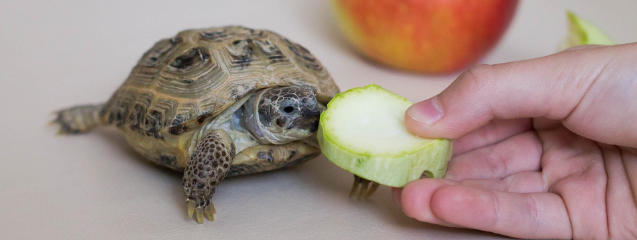 Dieta de las tortugas