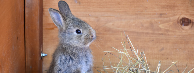 Dieta de un conejo