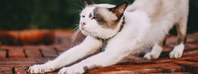 Curiosidades de los gatos - Veterinaria