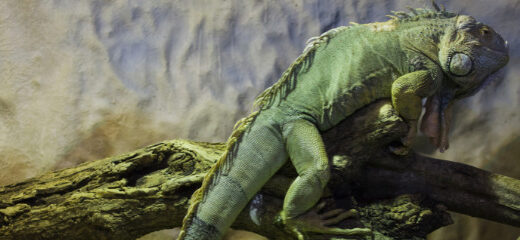 Terrario de una iguana