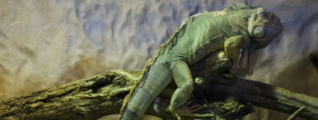 Terrario de una iguana