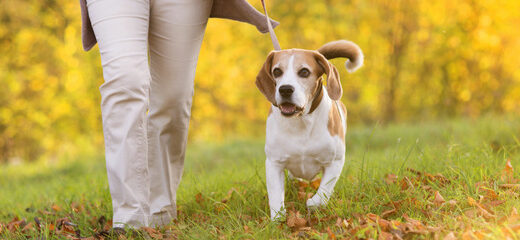 Consejos para pasear a tu perro