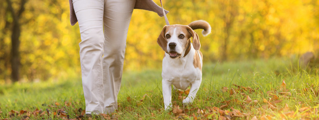 Consejos para pasear a tu perro
