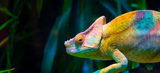 Reptiles que se pueden tener en casa