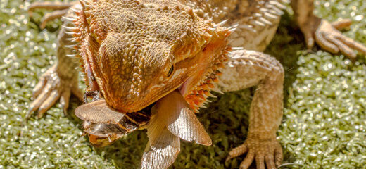 Dieta de una pogona