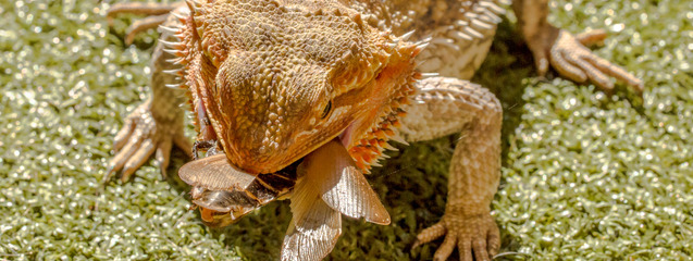 Dieta de una pogona