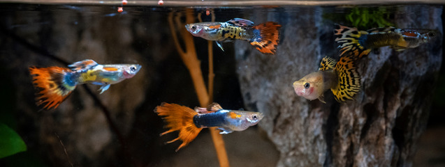 Tipos de peces que puedes tener en casa