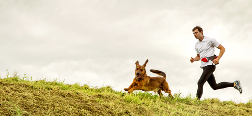 Cómo salir a correr con tu perro