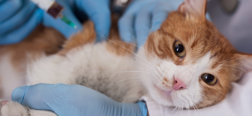 Enfermedades más comunes en los gatos