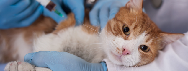 Enfermedades más comunes en los gatos