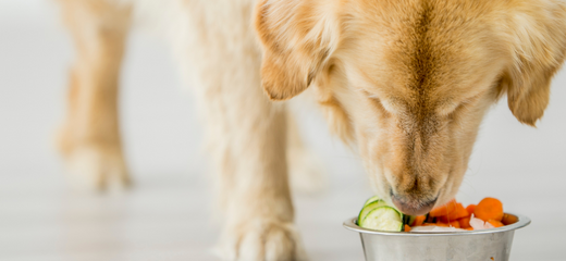 Dieta de un perro