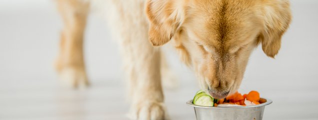 Dieta de un perro