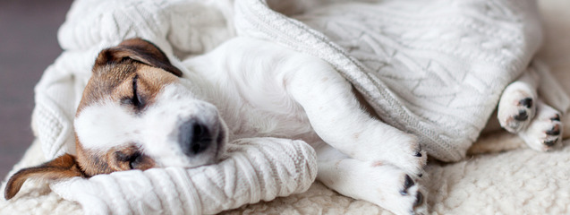 Cómo enseñar a tu perro a dormir en su cama