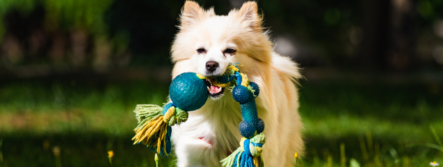 Qué tipo de juguetes para perros necesita un cachorro - Consejos