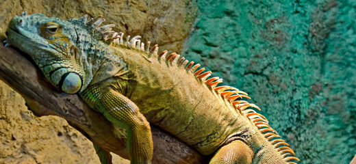 Alimentación de una iguana