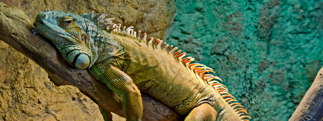 Cómo debe ser la alimentación de una iguana – Blog de la Escuela de  Veterinaria