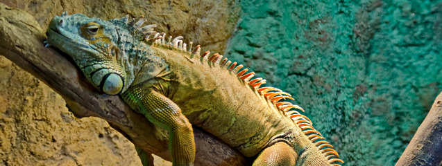 Alimentación de una iguana