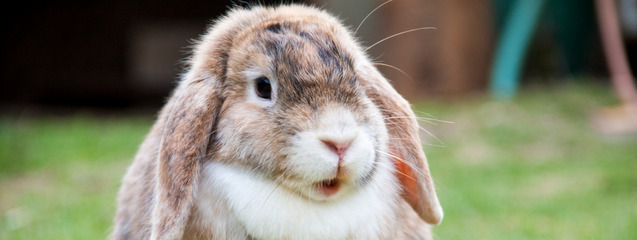 Cuándo llevar a mi conejo al veterinario