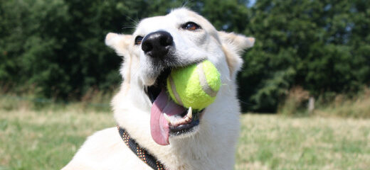 Juegos con pelota con tu perro