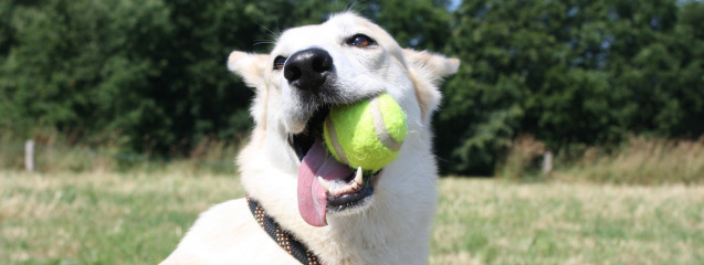 Juegos con pelota con tu perro