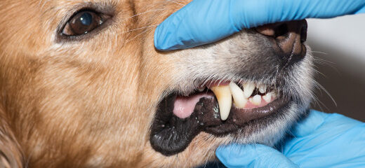Salud dental perro