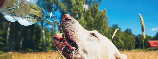 Consejos para pasear a mi perro en verano