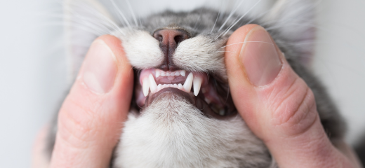 Higiene dental gato