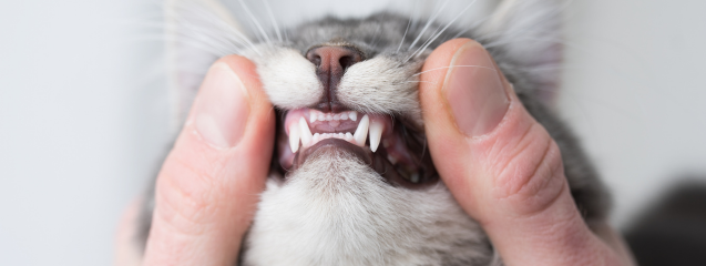 Higiene dental gato