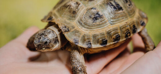 Cómo cuidar una tortuga en casa