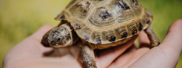 Cómo cuidar una tortuga en casa