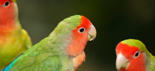 Cuidar un pájaro papillero