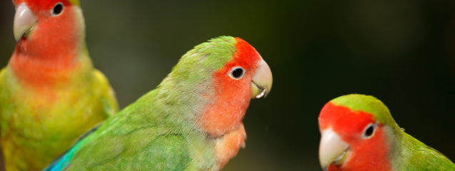 Cuidar un pájaro papillero