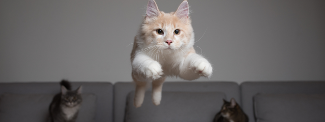 Láser para gatos, Juegos con gato y deporte