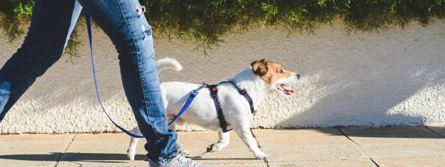 Cómo hacer que mi perro no tire de la correa